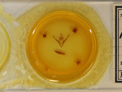 slide view of adult Cerastis fishii