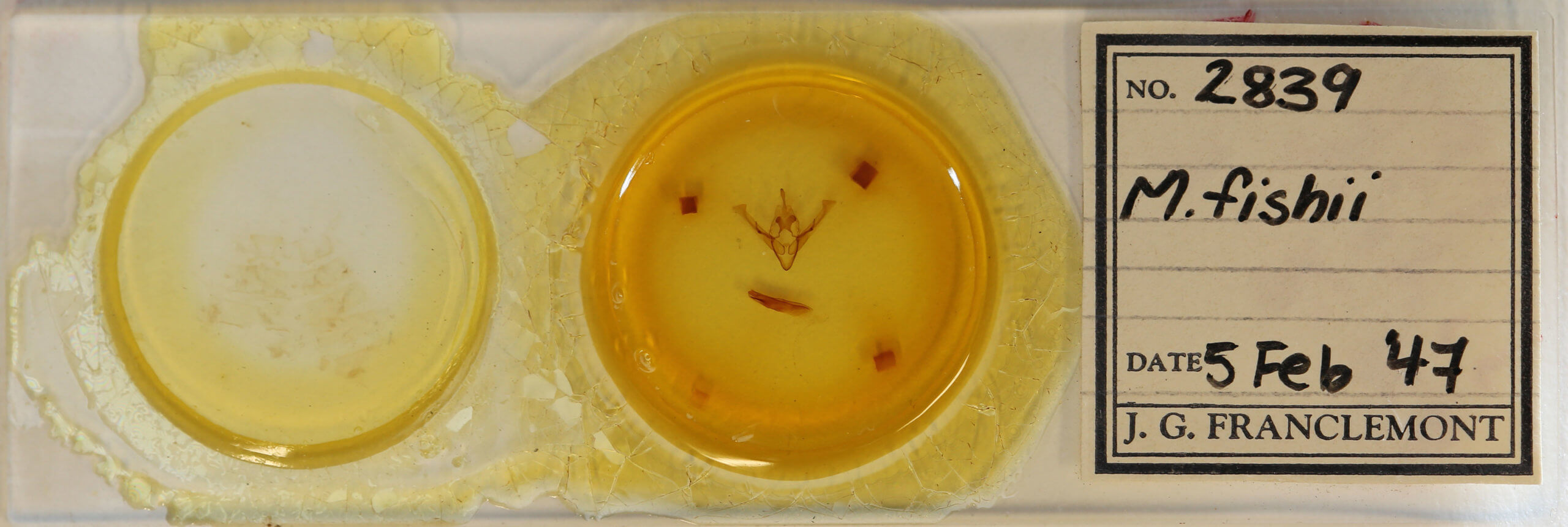 slide view of adult Cerastis fishii