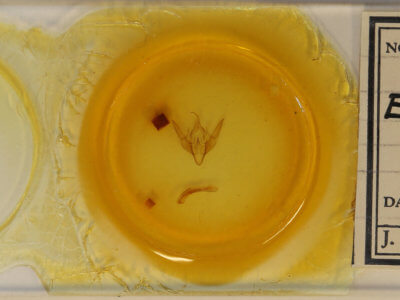 slide view of adult Eueretagrotis attentus