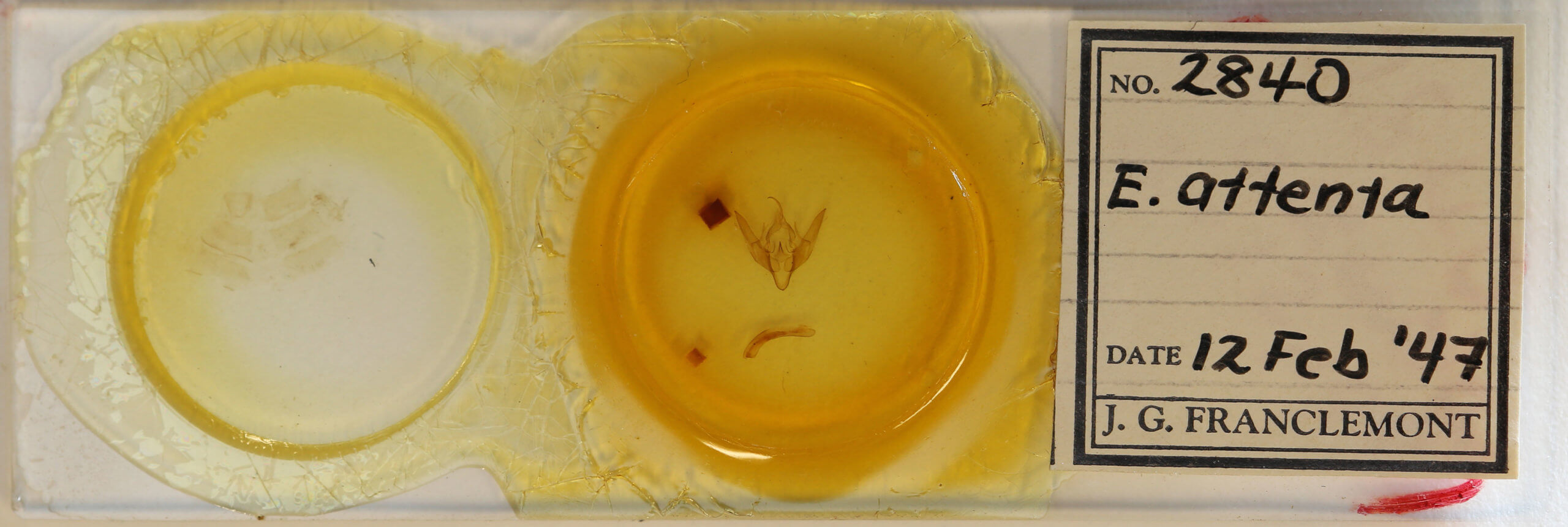 slide view of adult Eueretagrotis attentus