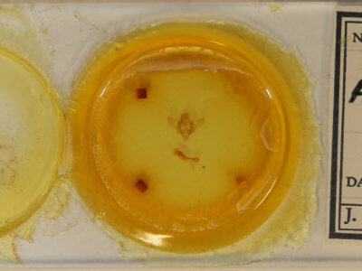 slide view of adult Austramathes purpurea