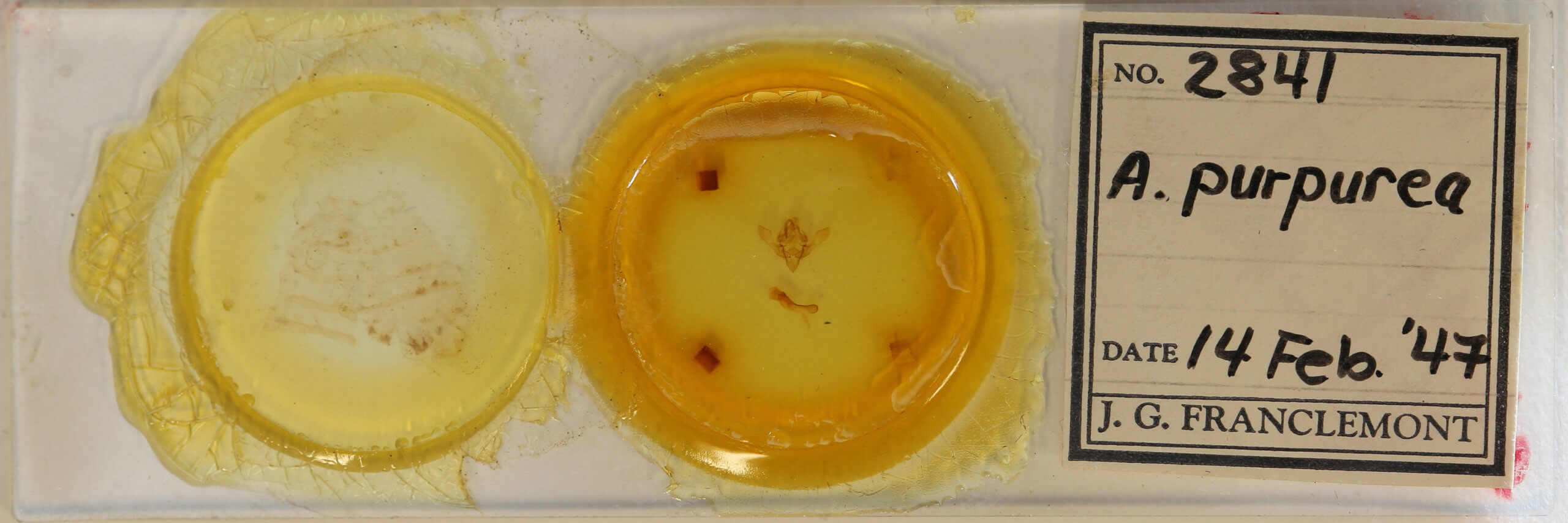 slide view of adult Austramathes purpurea