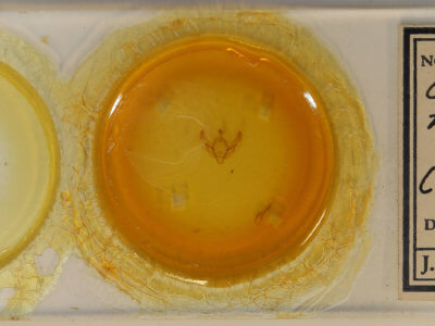 slide view of adult Agrotis rileyana