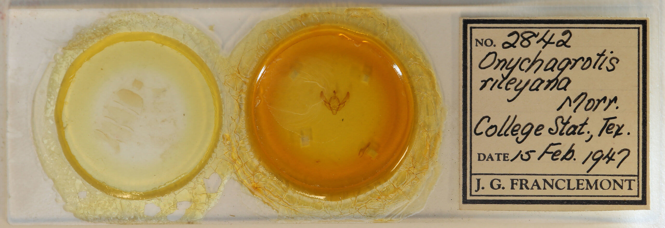 slide view of adult Agrotis rileyana