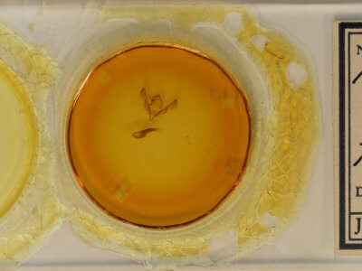 slide view of adult Agrotis orthogonia