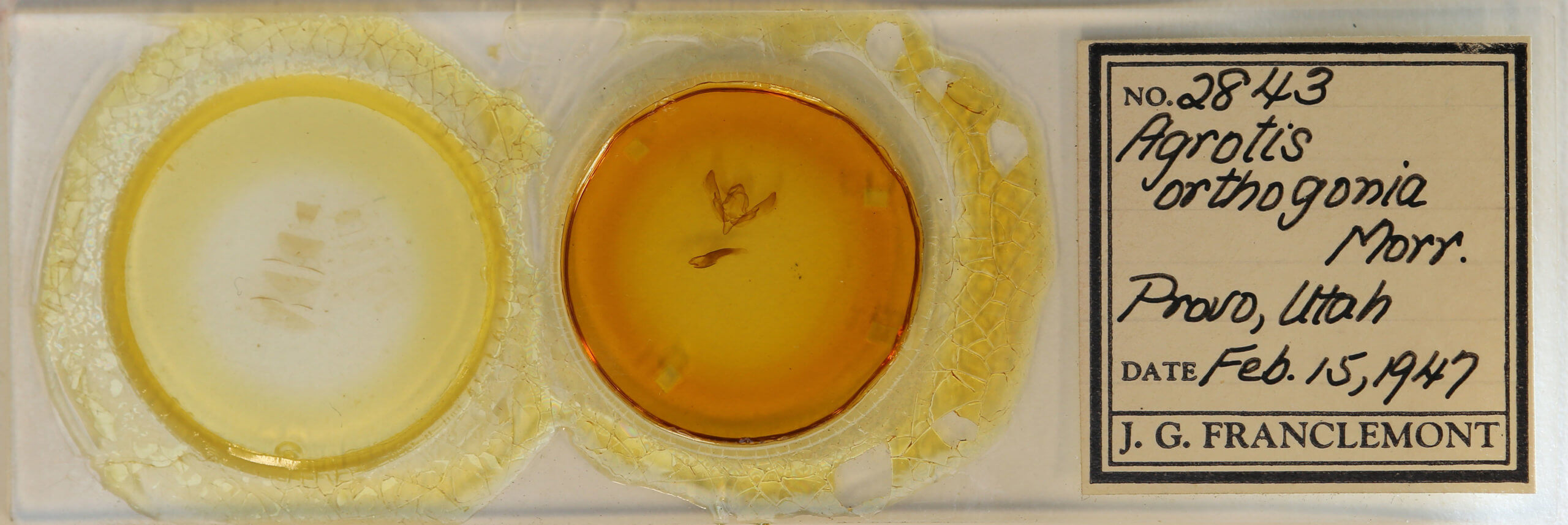 slide view of adult Agrotis orthogonia