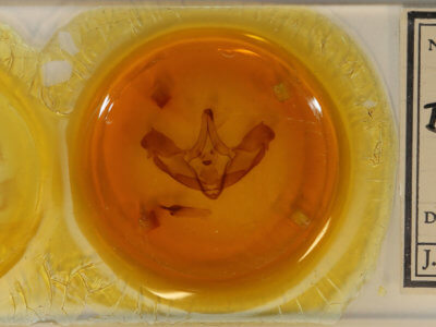 slide view of adult Bathyra sagata