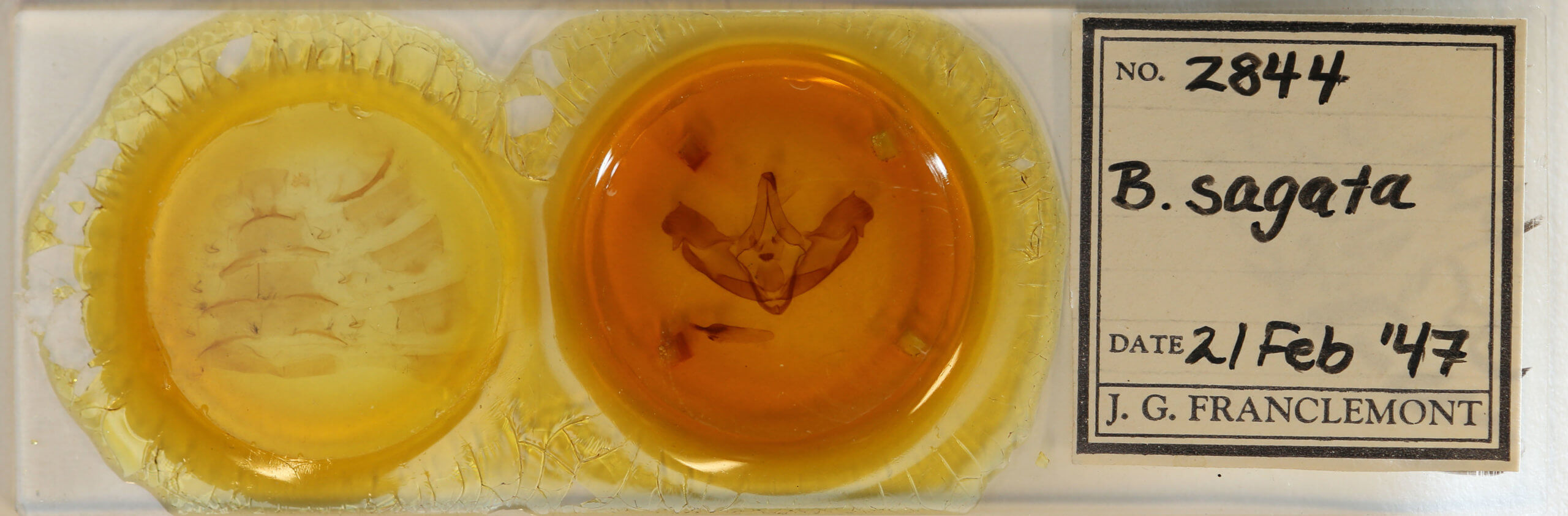 slide view of adult Bathyra sagata