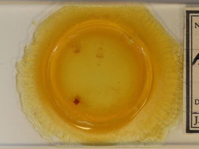 slide view of adult Plagodis pulveraria japonica