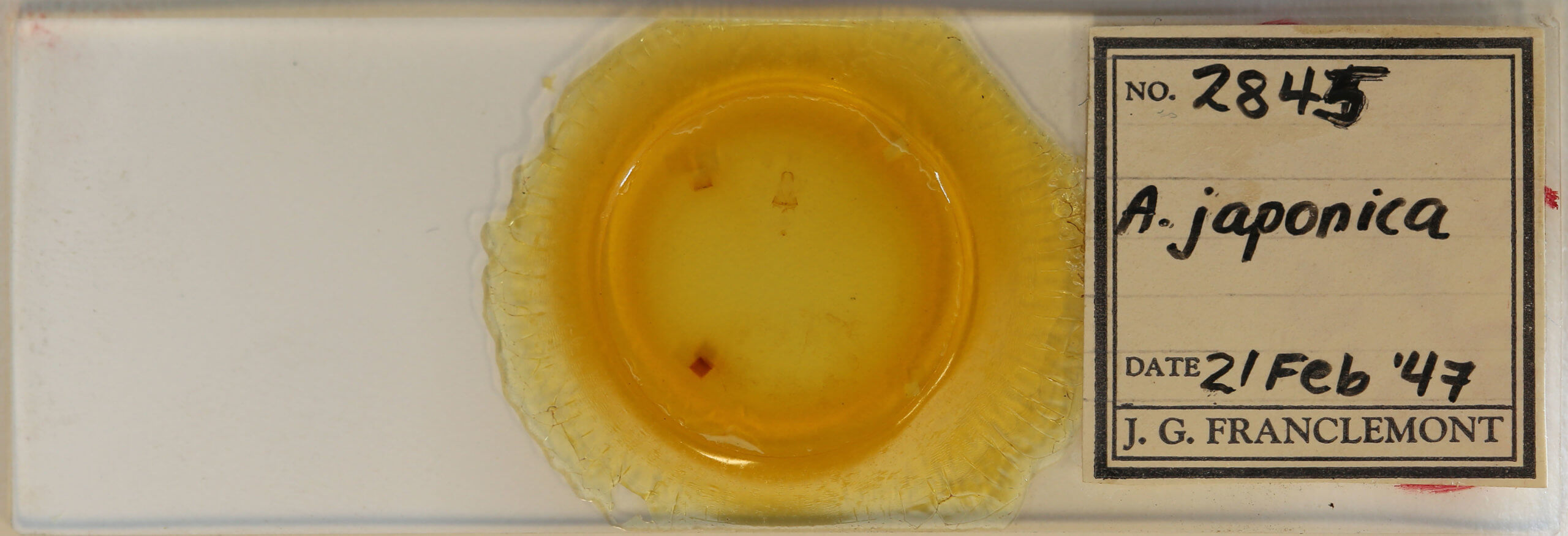 slide view of adult Plagodis pulveraria japonica