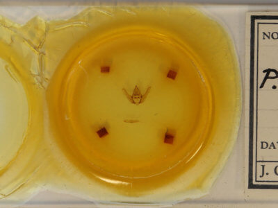 slide view of adult Lycia rachelae