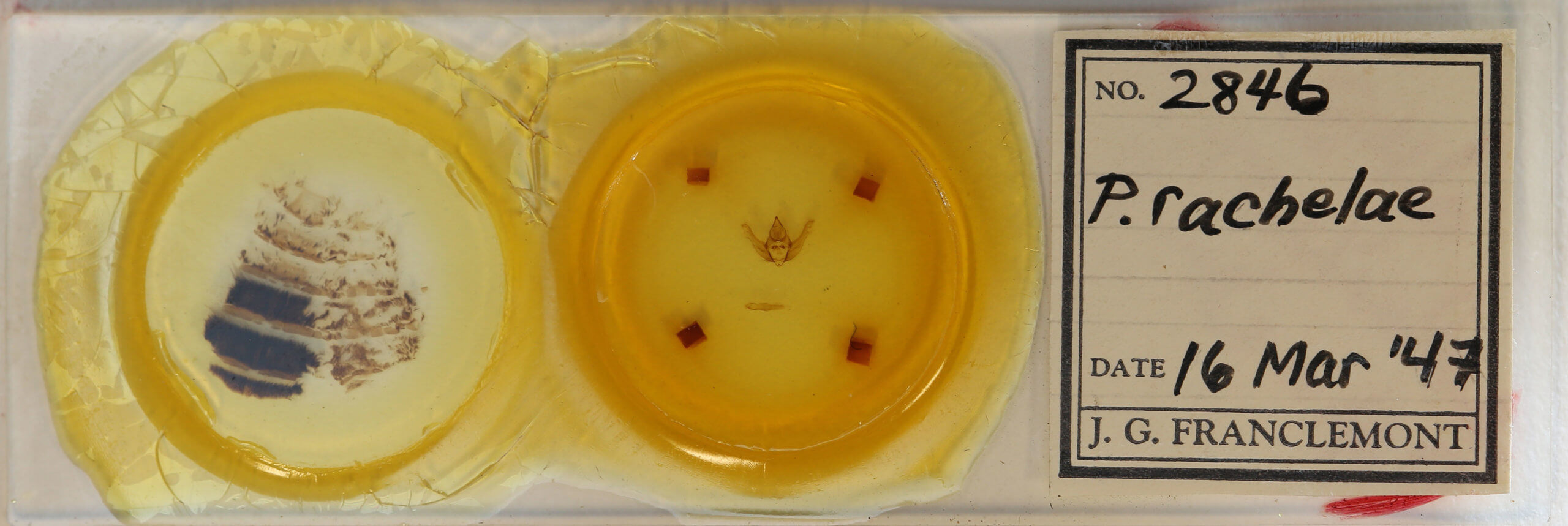 slide view of adult Lycia rachelae