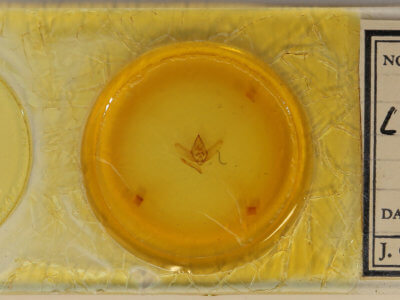 slide view of adult Lycia ypsilon