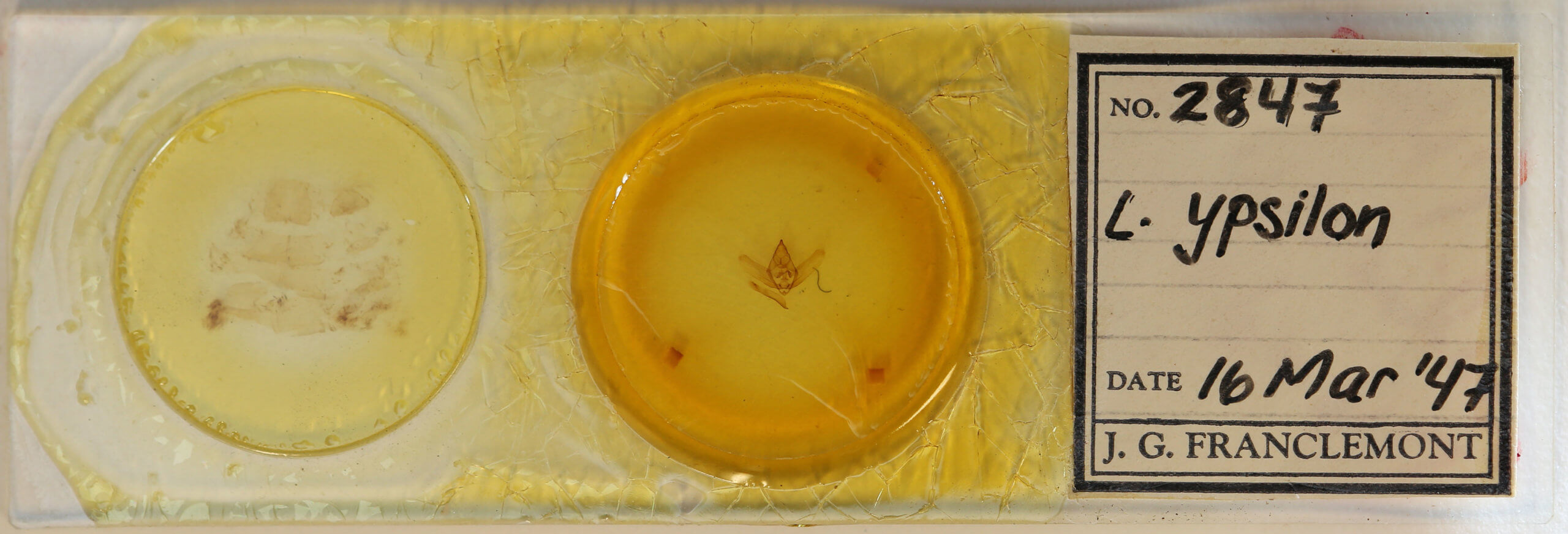 slide view of adult Lycia ypsilon