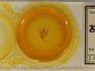 slide view of adult Amraica superans