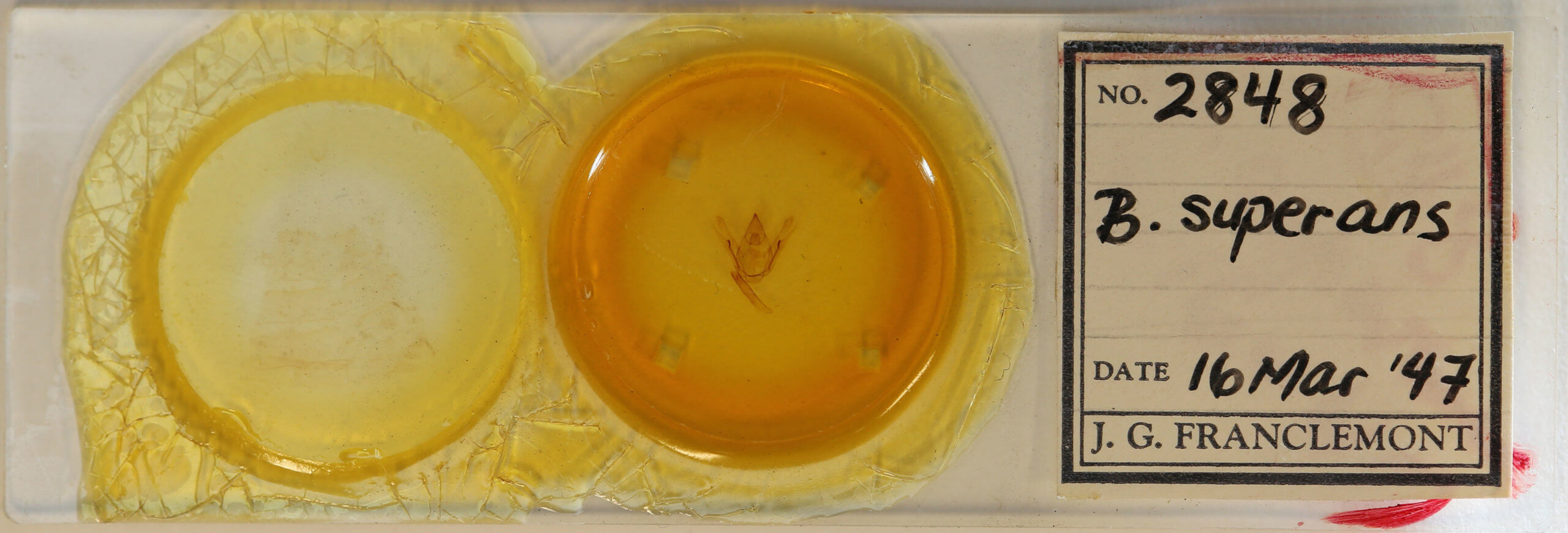 slide view of adult Amraica superans