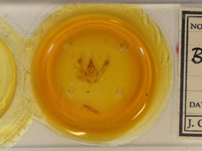 slide view of adult Jankowskia athleta