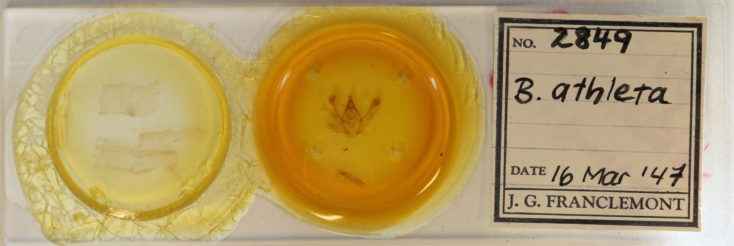 slide view of adult Jankowskia athleta