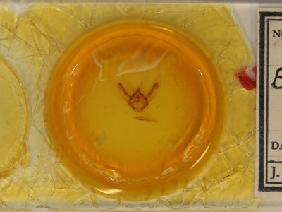 slide view of adult Biston robustum