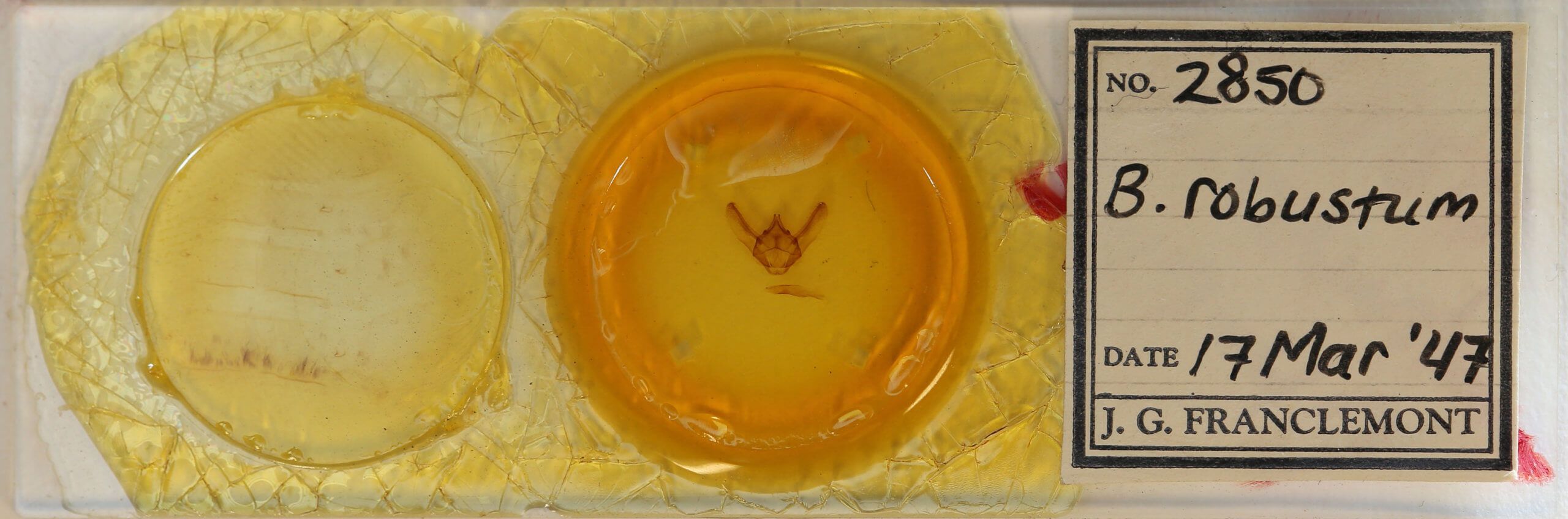 slide view of adult Biston robustum