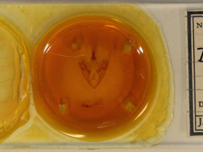 slide view of adult Thyas juno