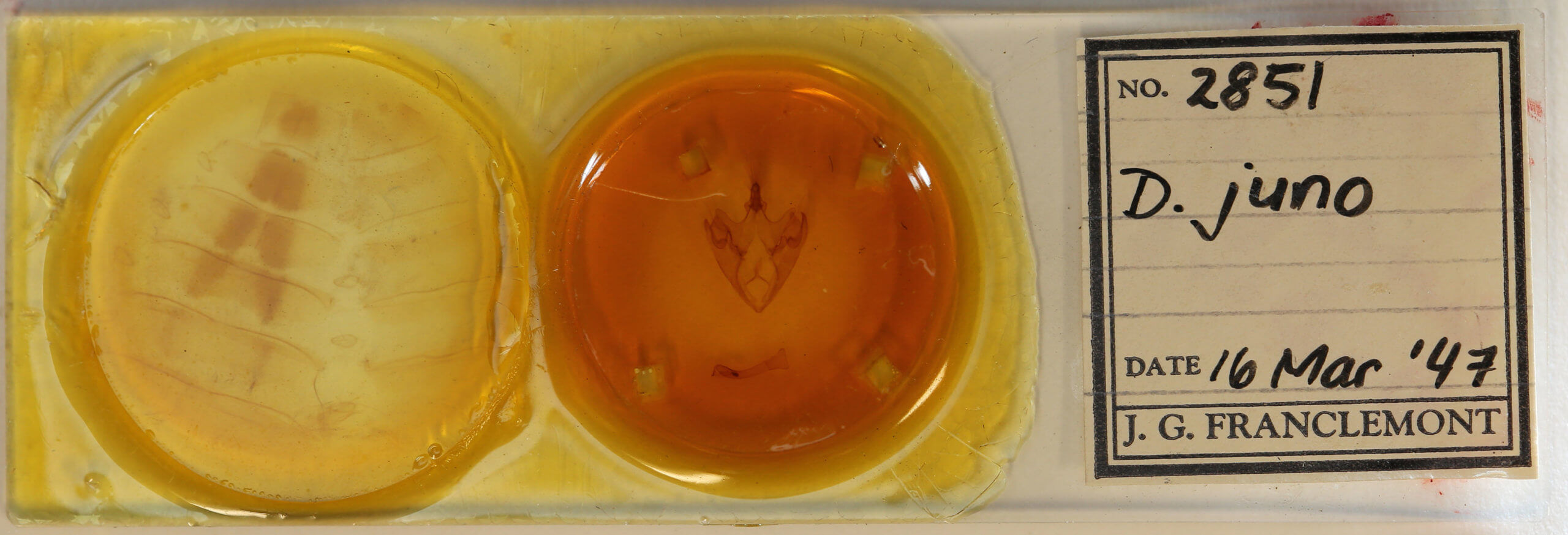 slide view of adult Thyas juno