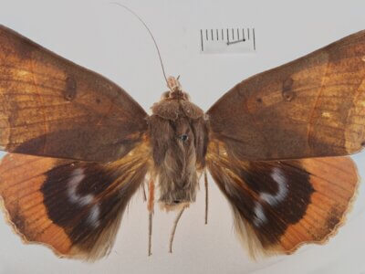 dorsal view of adult Thyas juno