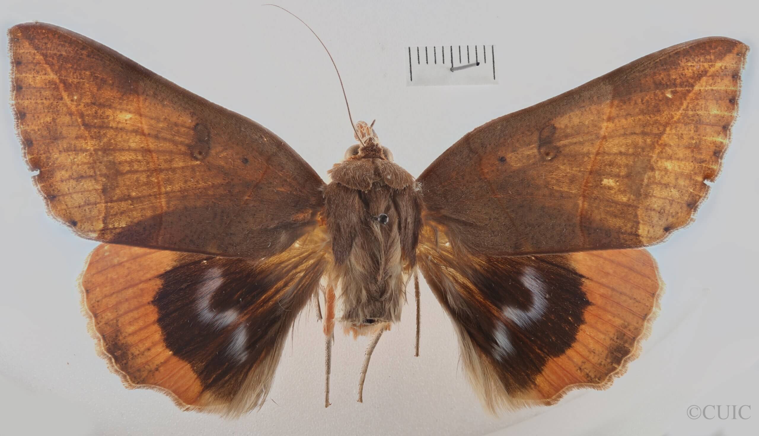 dorsal view of adult Thyas juno