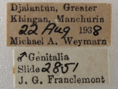 label view of adult Thyas juno