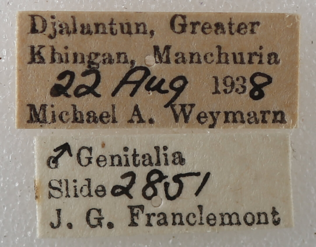 label view of adult Thyas juno