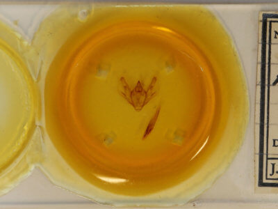 slide view of adult Anticypella diffusaria