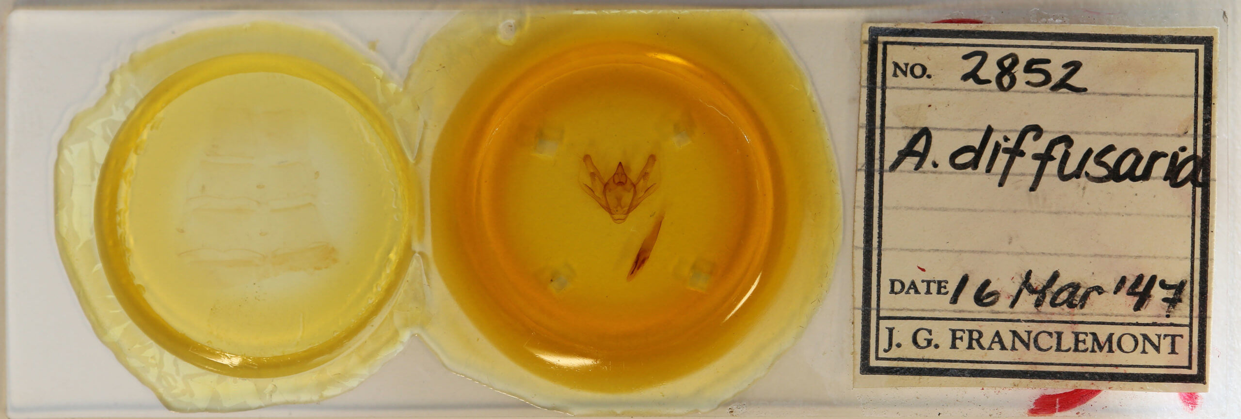 slide view of adult Anticypella diffusaria