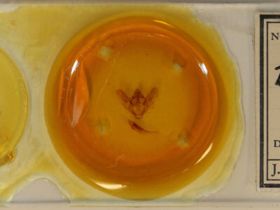 slide view of adult Biston regalis comitata