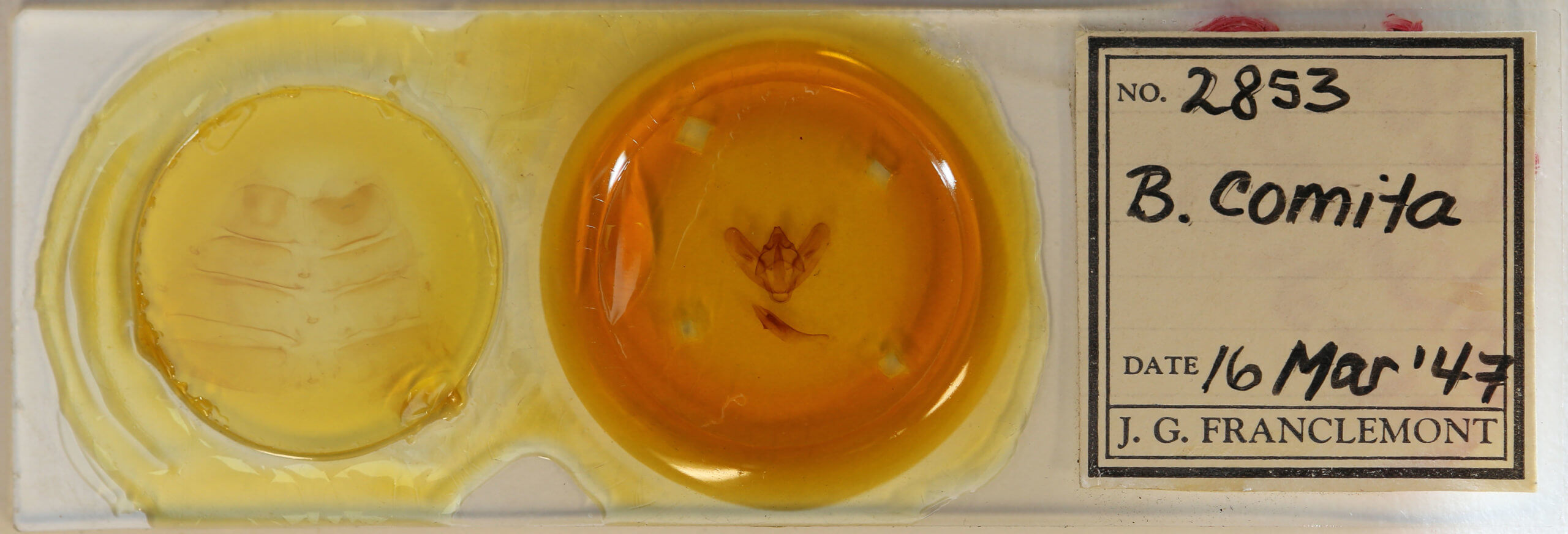 slide view of adult Biston regalis comitata