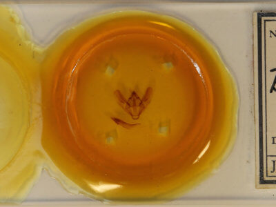 slide view of adult Biston regalis comitata