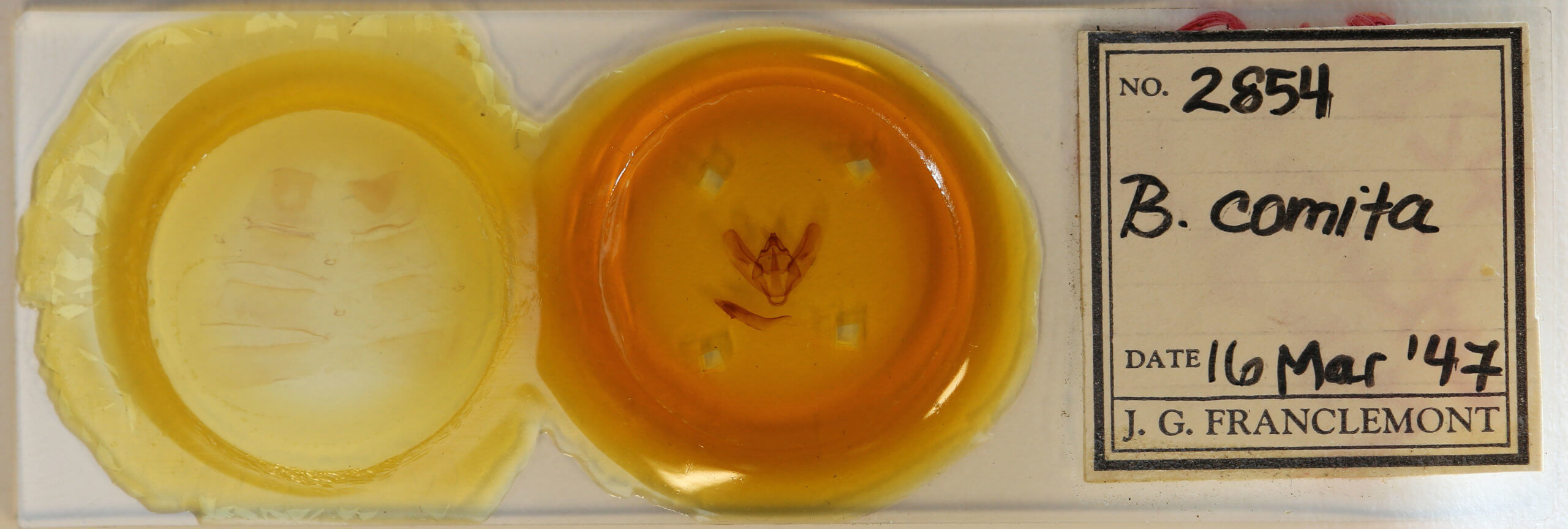 slide view of adult Biston regalis comitata