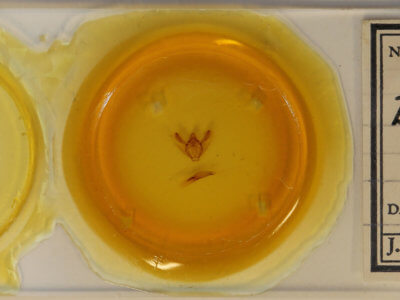 slide view of adult Biston