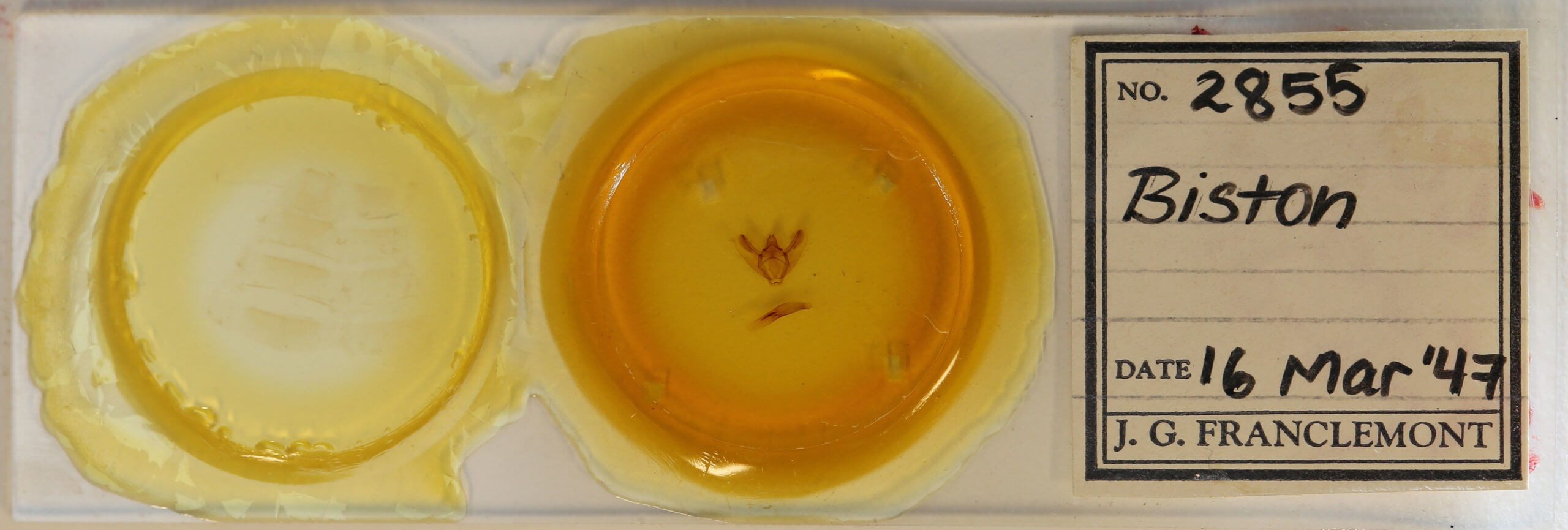 slide view of adult Biston