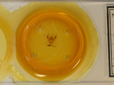 slide view of adult Biston