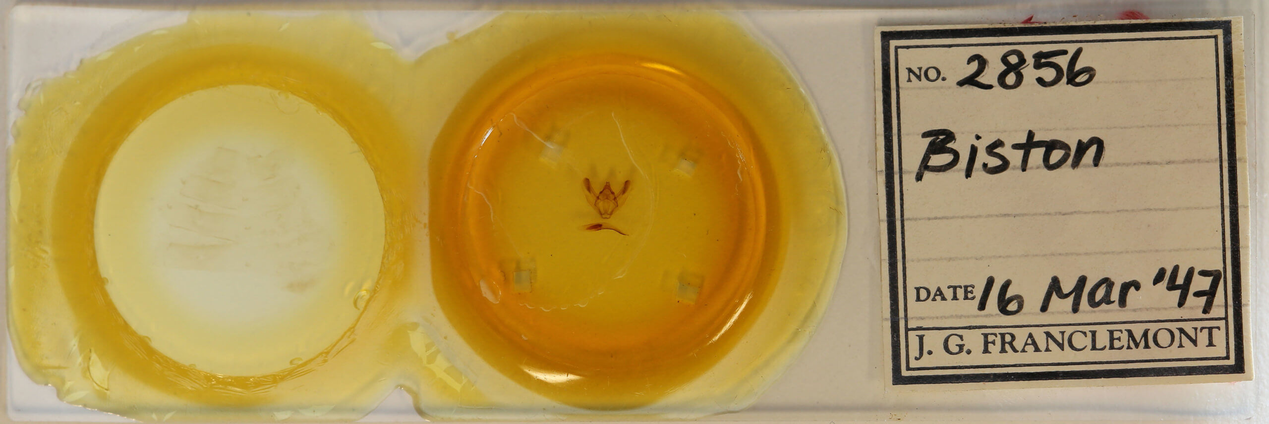 slide view of adult Biston