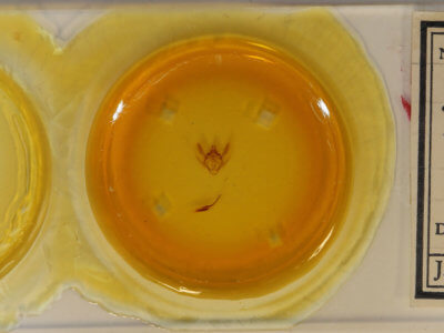 slide view of adult Biston