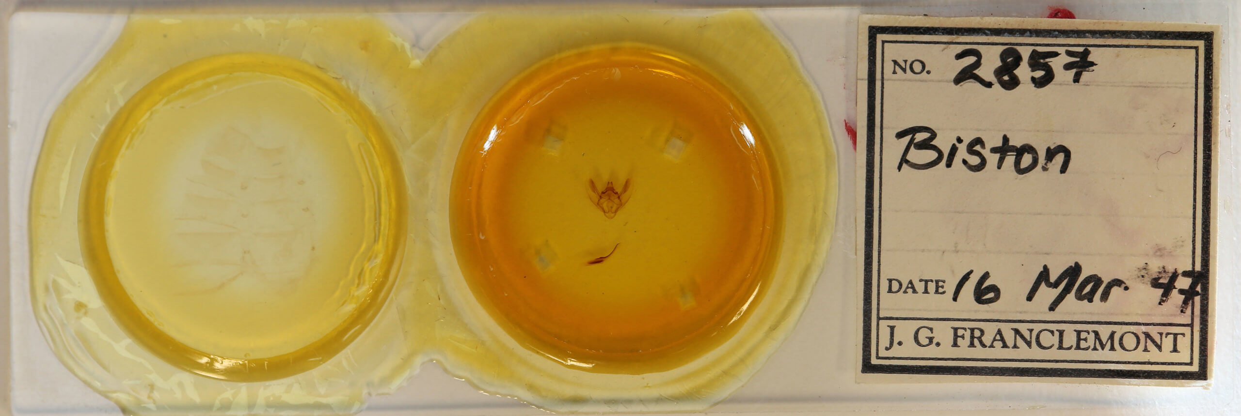 slide view of adult Biston