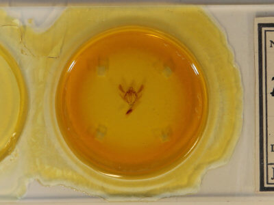 slide view of adult Biston