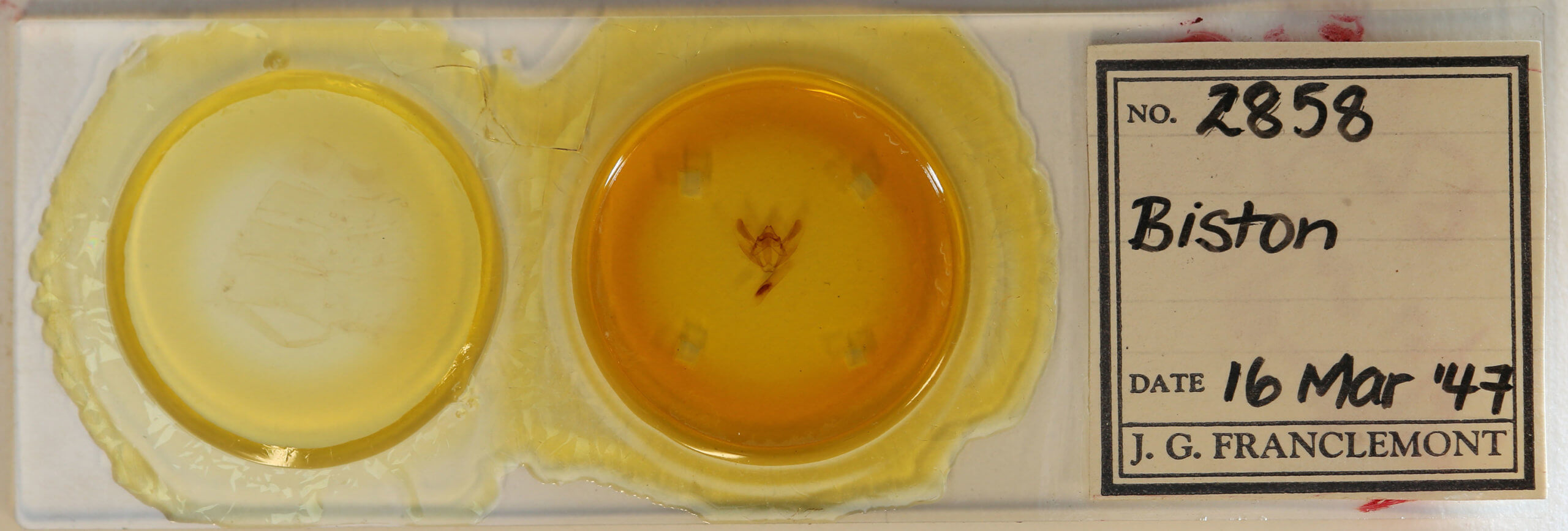 slide view of adult Biston