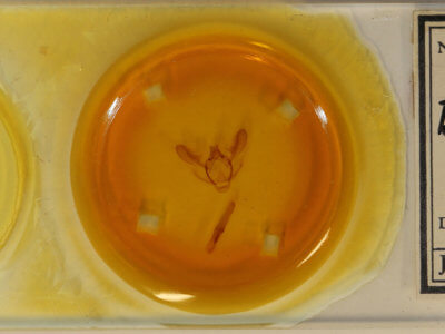 slide view of adult Biston