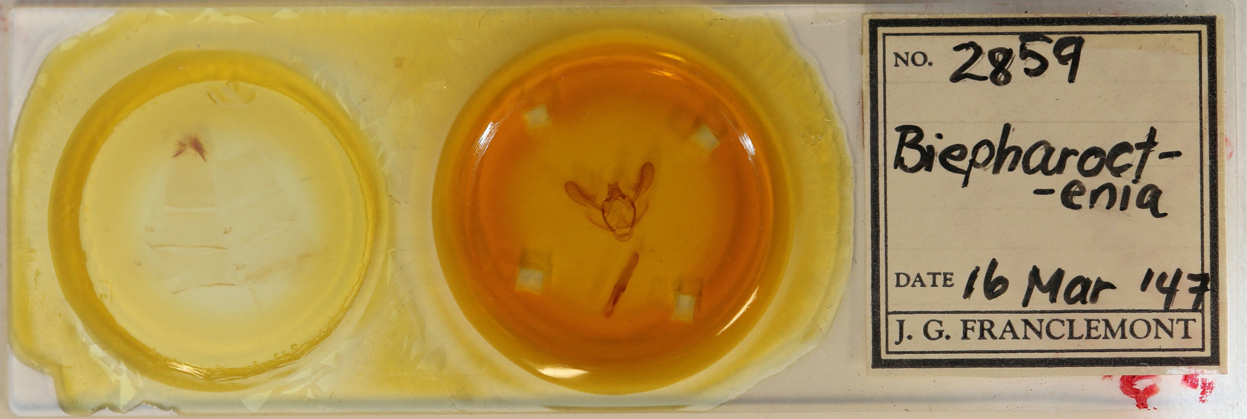 slide view of adult Biston