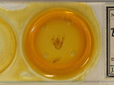 slide view of adult Amraica superans