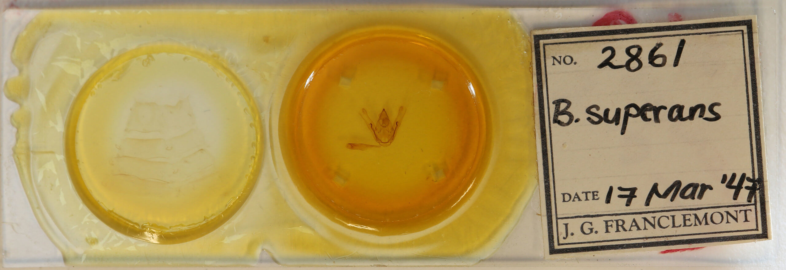 slide view of adult Amraica superans