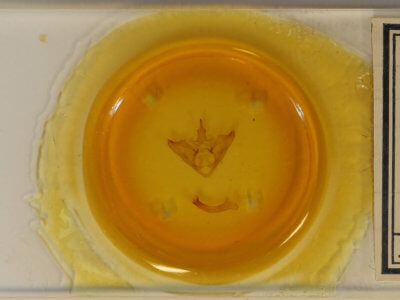 slide view of adult Halysidota harrisii