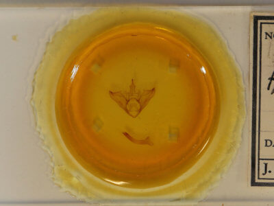 slide view of adult Halysidota harrisii